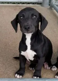 Willow - The W Litter - coming soon!