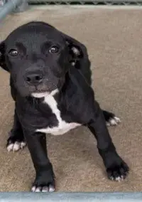 Wanda - The W Litter - coming soon!
