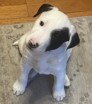 Tank