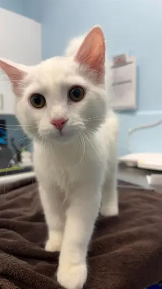 POWDER