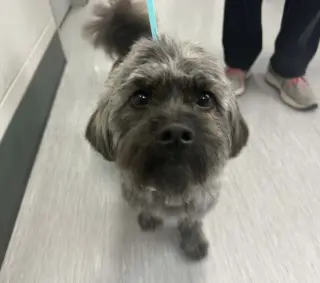 Pippin