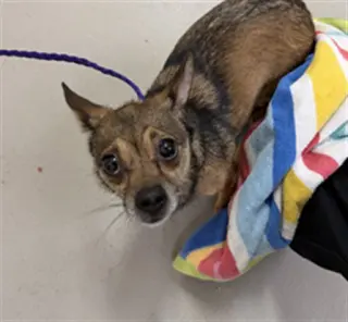 LILIPUP