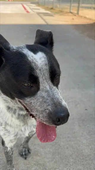 OREO