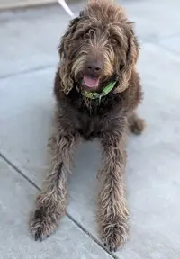 Willie