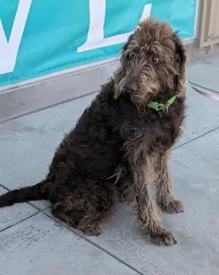 Willie