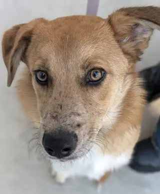 Cosmo