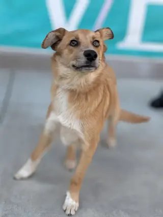 Cosmo