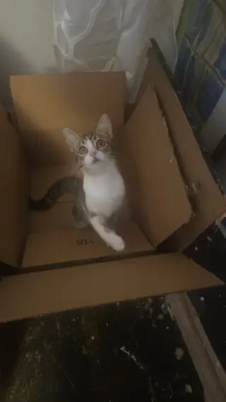Ty