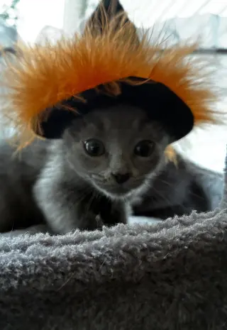 Delilah