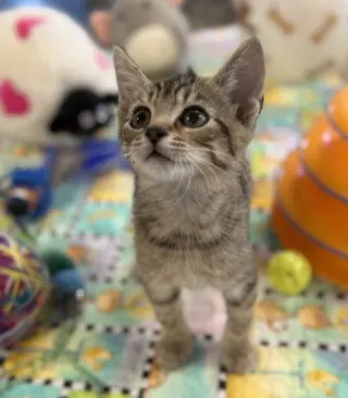 Purina