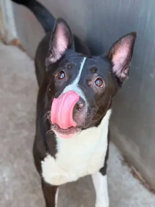 Allegra