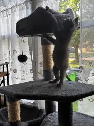 Jonas