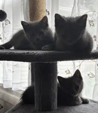 Jonas