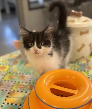 KitNCaboodle