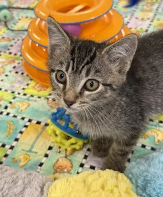 Friskies