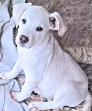 Snowbaby