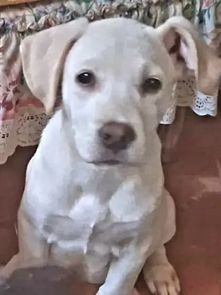 Snowbaby