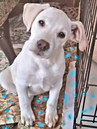 Snowbaby