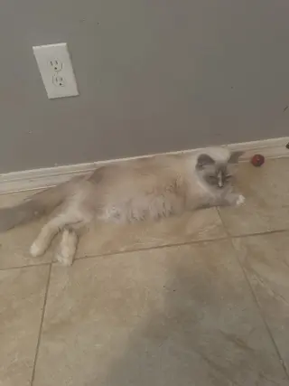 Kiki