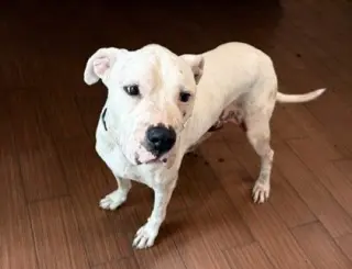 STRAY NOT AVAILABLE
