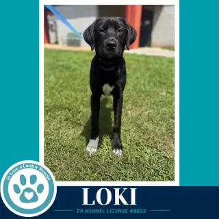 Loki (The L Train) 100326