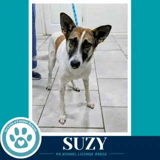 Suzy (Mom to the Smarty Pants Pups) 100326