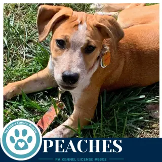 Peaches 100326