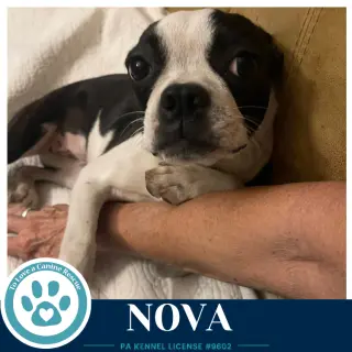 Nova 100326