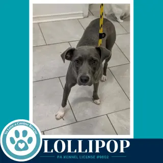 Lollipop 100326