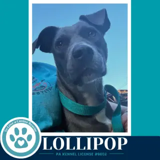Lollipop 100326