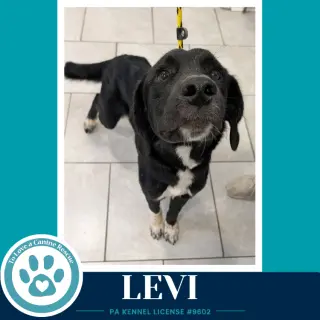 Levi (The L Train) 100326