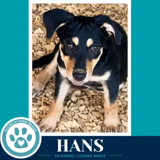 Hans (Prost Pups) 100326