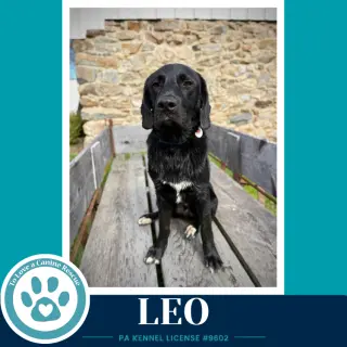 Leo (The L Train) 100326