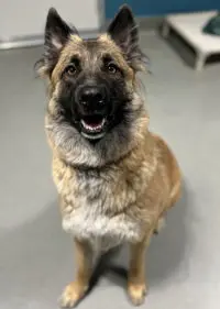 Heidi