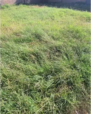 Premium Lawn Care