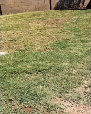 Premium Lawn Care