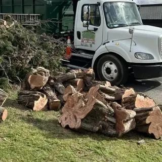 Expert Tree & Junk Removal