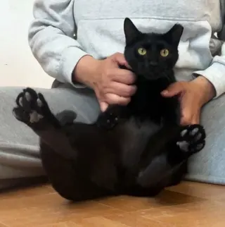 Nori #velvety-soft