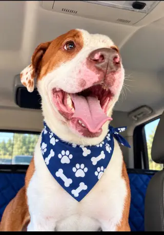 Harvey