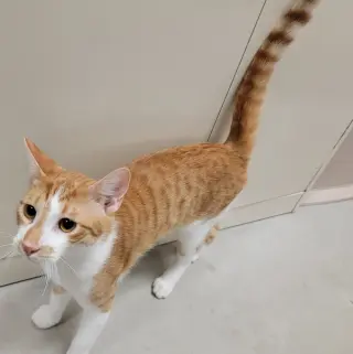 Comet #brother-of-Rocket
