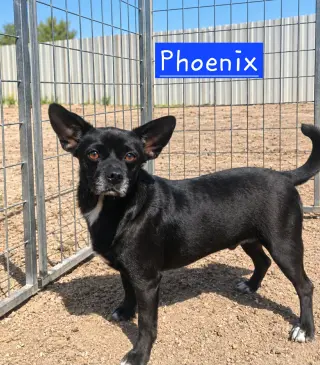 Phoenix 2
