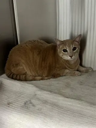 JASPER
