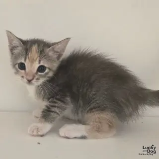 Kay