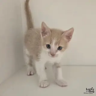 Kona