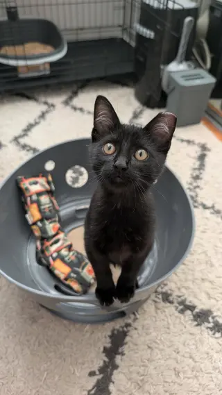 Binx (Courtesy Post)