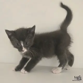 Kam