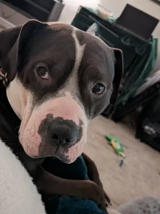 Rilo Gravy