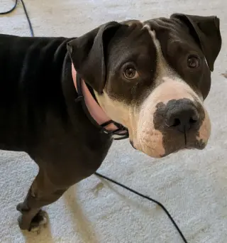 Rilo Gravy