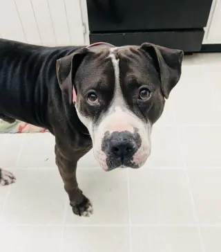 Rilo Gravy