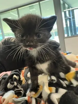 ROSIE